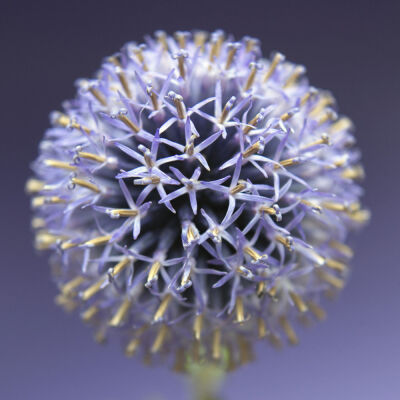 Echinops