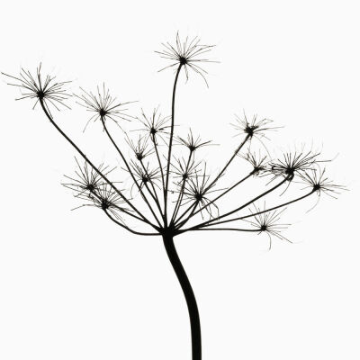Anthriscus sylvestris