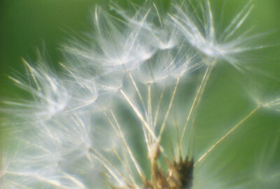 Taraxacum officinale