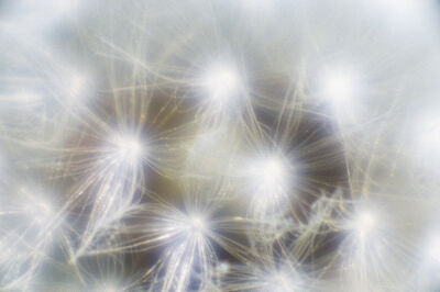 Taraxacum officinale