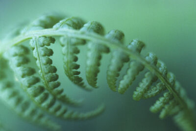 Fern