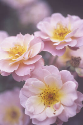 Prunus domestica 'Victoria'