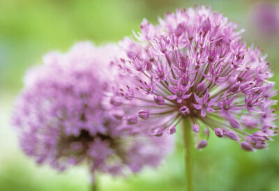 Allium rosenbachianum