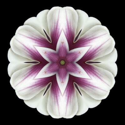 Magnolia