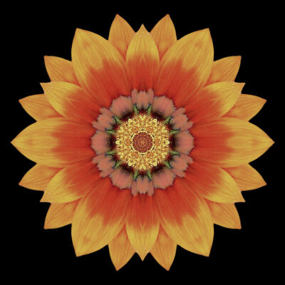 Gazania
