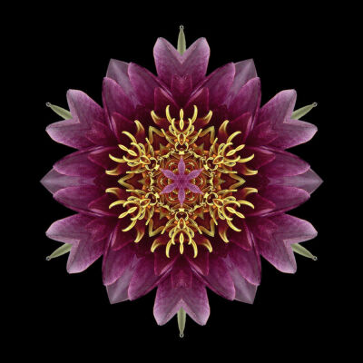 Nymphaea