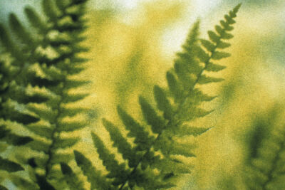 Pteridium aquilinum