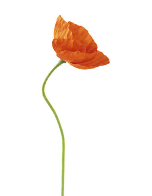 Papaver croceum