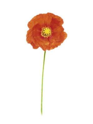 Papaver croceum