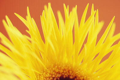 Gerbera