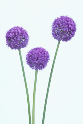 Allium 'Globemaster'