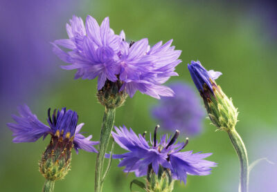 Centaurea cyanus