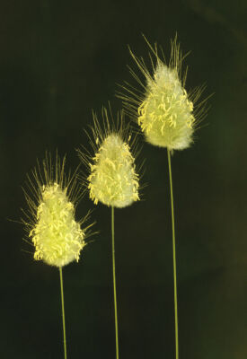 Lagurus ovatus