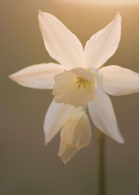 Narcissus
