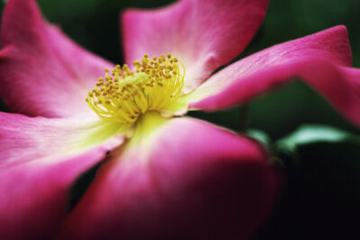 Rosa 'Summer breeze'