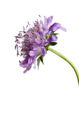 Scabiosa atropurpurea