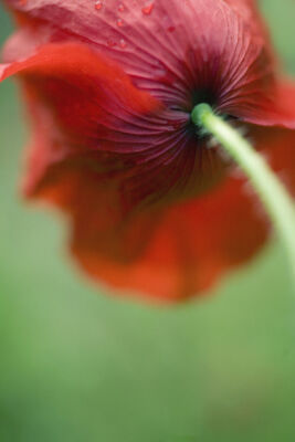 Papaver rhoeas