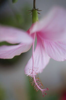 Hibiscus rosa-sinensis