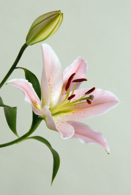 Lilium 'Star Gazer'