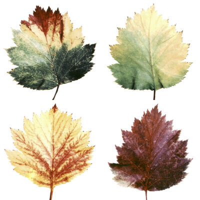 Acer