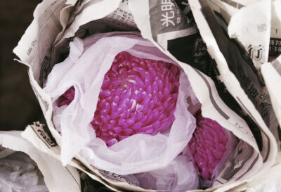 Chrysanthemum