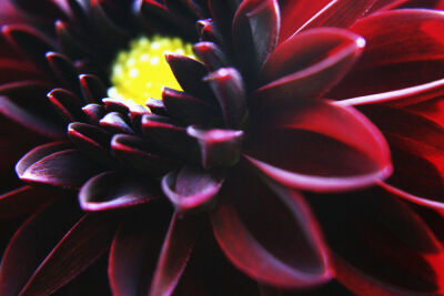 Dahlia 'Black Knight'