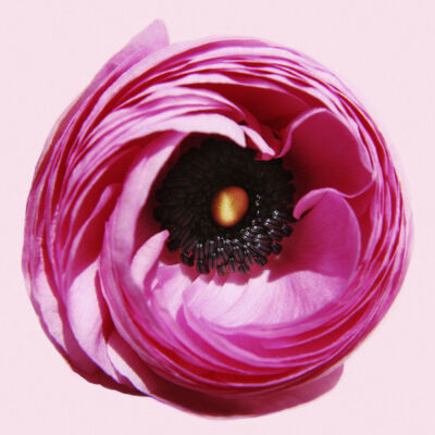 Ranunculus asiaticus
