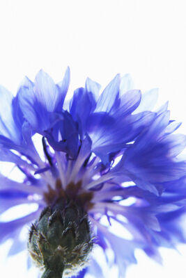 Centaurea cyanus