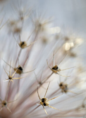 Allium cristophii 'Star of Persia'