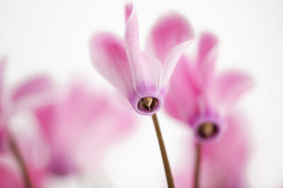 Cyclamen