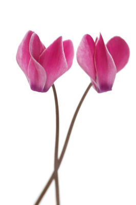 Cyclamen