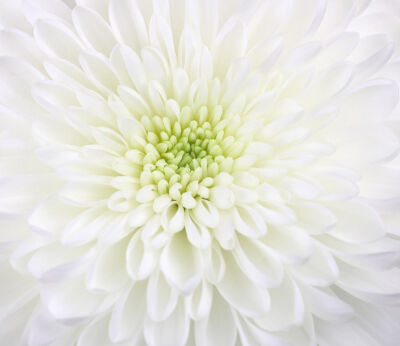 Chrysanthemum