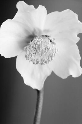 Helleborus niger