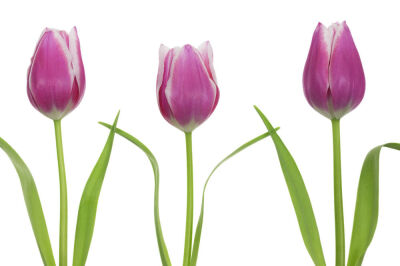 Tulipa
