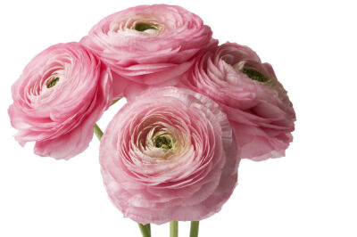 Ranunculus asiaticus
