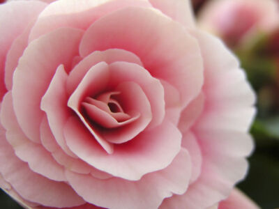 Begonia