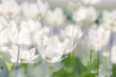Anemone nemorosa