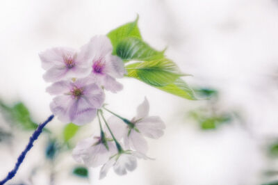 Prunus serrulata