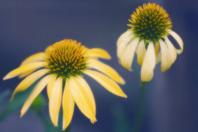 Echinacea purpurea 'Harvest Moon'