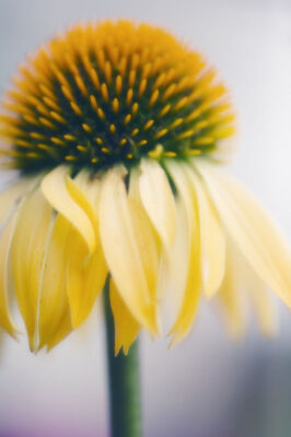 Echinacea purpurea 'Harvest Moon'