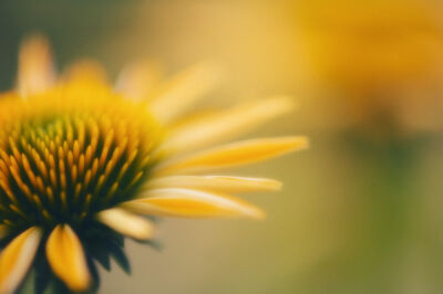 Echinacea purpurea 'Harvest Moon'