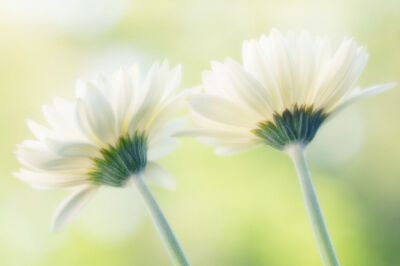Gerbera