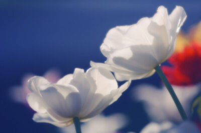Tulipa