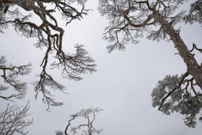 Picea