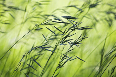 Avena fatua