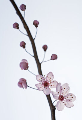 Prunus domestica