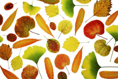 Leaves