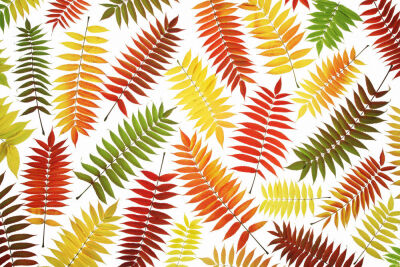 Rhus typhina