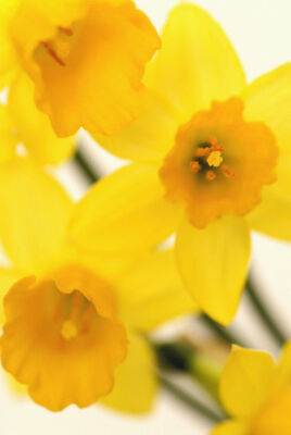 Narcissus