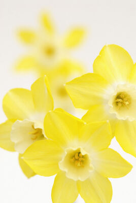 Narcissus 'Pipit'